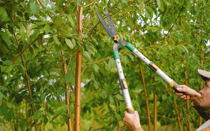 Tree trimming in Blue River, KY